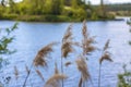 Pampas grass on the lake, reeds, cane seeds. The reeds on the lake sway in the wind against the blue sky and water. Abstract Royalty Free Stock Photo