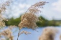 Pampas grass on the lake, reeds, cane seeds. The reeds on the lake sway in the wind against the blue sky and water. Abstract Royalty Free Stock Photo