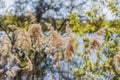 Pampas grass on the lake, reeds, cane seeds. The reeds on the lake sway in the wind against the blue sky and water. Abstract Royalty Free Stock Photo