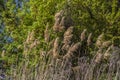Pampas grass on the lake, reeds, cane seeds. The reeds on the lake sway in the wind against the blue sky and water. Abstract Royalty Free Stock Photo