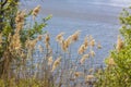 Pampas grass on the lake, reeds, cane seeds. The reeds on the lake sway in the wind against the blue sky and water. Abstract Royalty Free Stock Photo