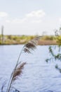 Pampas grass on the lake, reeds, cane seeds. The reeds on the lake sway in the wind against the blue sky and water. Abstract Royalty Free Stock Photo