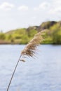 Pampas grass on the lake, reeds, cane seeds. The reeds on the lake sway in the wind against the blue sky and water. Abstract Royalty Free Stock Photo