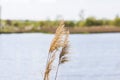 Pampas grass on the lake, reeds, cane seeds. The reeds on the lake sway in the wind against the blue sky and water. Abstract Royalty Free Stock Photo