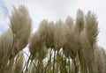 Pampas Grass.