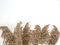 Pampas grass in natural colors isolated on white background with copy space, Flat lay Set of dry flowers retro modern design Royalty Free Stock Photo