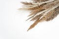 Pampas grass in natural colors isolated on white background with copy space, Flat lay Set of dry flowers retro modern Royalty Free Stock Photo