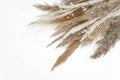 Pampas grass in natural colors isolated on white background with copy space, Flat lay Set of dry flowers retro modern Royalty Free Stock Photo