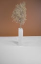 Pampas grass in a opaque glass vase. Royalty Free Stock Photo