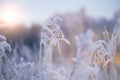 Pampas grass in the open air covered with snow. Dry reeds in the sunset rays of the sun against the blue sky