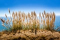 Pampas grass at the Pacific Coast Highway, California Royalty Free Stock Photo