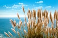 Pampas grass at the Pacific Coast Highway, California Royalty Free Stock Photo