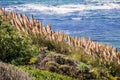 Pampas Grass on the Pacific coastline, California