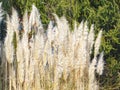 Pampas grass among the pines Royalty Free Stock Photo