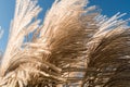 Pampas grass plant. Bunch of fluffy white ornamental grass blooming