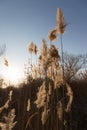 Pampas grass plants at sunset with beautiful, warm colors Royalty Free Stock Photo