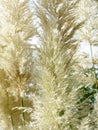 pampas grass, pleasant