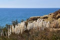 Pampas grass plumes waving in the wind