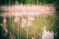 Pampas grass on the river in springtime. Natural background of  dry reeds against against the backdrop of water and forest. Royalty Free Stock Photo