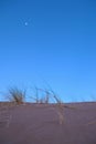 Pampas grass on a sand dune against the blue sky at dusk. Royalty Free Stock Photo