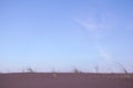 Pampas grass on a sand dune against the blue sky at dusk. Royalty Free Stock Photo