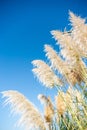 Pampas grass seed head. against blue sky Royalty Free Stock Photo