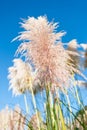 Pampas grass seed head. against blue sky Royalty Free Stock Photo