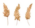 Pampas grass set. Dried, dead flowers, dry herbs. Watercolor botanical illustration. Isolated elements