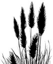 Pampas Grass Silhouette Royalty Free Stock Photo