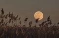 Pampas grass silhouetted against a full moon