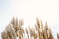 Pampas grass in the sky, Abstract natural background of soft plants Cortaderia selloana moving in the wind. Bright and clear scene