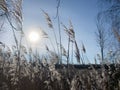 Pampas grass in the sun. Winter frost scenery with golden dry reed. Royalty Free Stock Photo