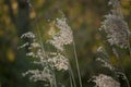 Pampas grass in the sunlight