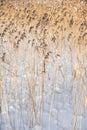 pampas grass in sunlight at winter. outdoor boho style nature Royalty Free Stock Photo