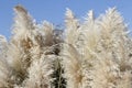 Pampas Grass with a Sunny Blue Sky Royalty Free Stock Photo