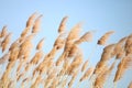 Pampas grass in the sunset Royalty Free Stock Photo