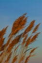 Pampas grass in sunset light Royalty Free Stock Photo