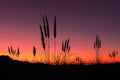 Pampas grass at sunset