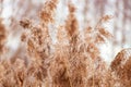 Pampas grass at sunset. Reed seeds in neutral colors on light background. Dry reeds close up. Trendy soft fluffy plant in the sun