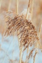 Pampas grass at sunset. Reed seeds in neutral colors on light background. Dry reeds close up. Trendy soft fluffy plant in the sun