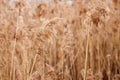 Pampas grass at sunset. Reed seeds in neutral colors on light background. Dry reeds close up. Trendy soft fluffy plant in the sun