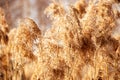 Pampas grass at sunset. Reed seeds in neutral colors on light background. Dry reeds close up. Trendy soft fluffy plant in the sun
