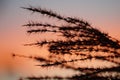 Pampas Grass in the Sunset