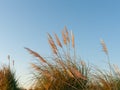 Pampas grass or toe toe flowering Royalty Free Stock Photo