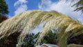 Pampas grass tufts