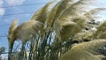 Pampas grass tufts