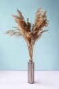 Pampas grass in vase. Blue pink background