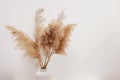Pampas grass in a vase near white wall