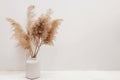 Pampas grass in a vase near white wall.