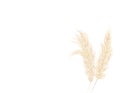 Pampas grass on a white background in a hand drawn style . Cream branch of dry grass. Panicle Cortaderia selloana